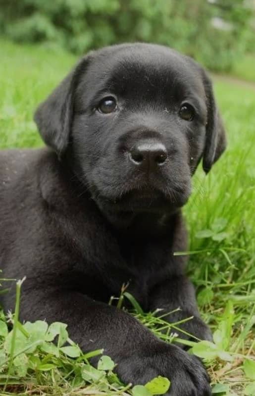 British Labrador | labora Dog | Labrador | dog for sale | Puppy 4