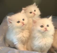 high quality kitten|Punch face Kittens|persian cat|cute|tripple|fluff