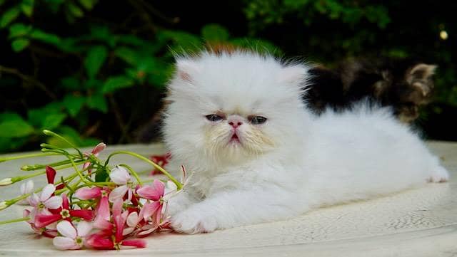 high quality kitten|Punch face Kittens|persian cat|cute|tripple|fluff 5