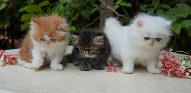 high quality kitten|Punch face Kittens|persian cat|cute|tripple|fluff 6