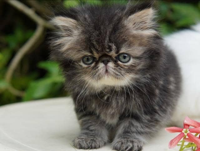 high quality kitten|Punch face Kittens|persian cat|cute|tripple|fluff 7