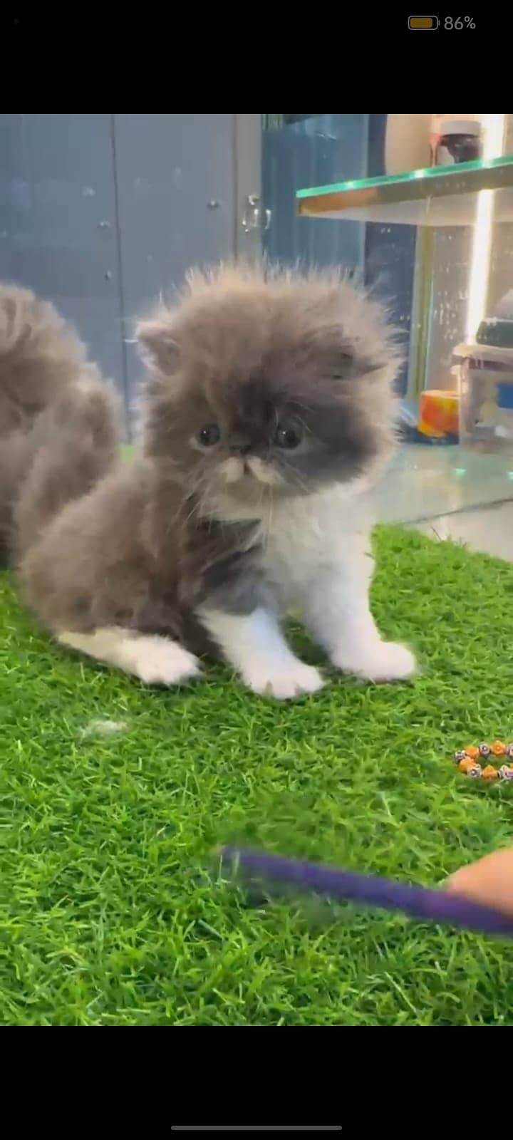 high quality kitten|Punch face Kittens|persian cat|cute|tripple|fluff 11