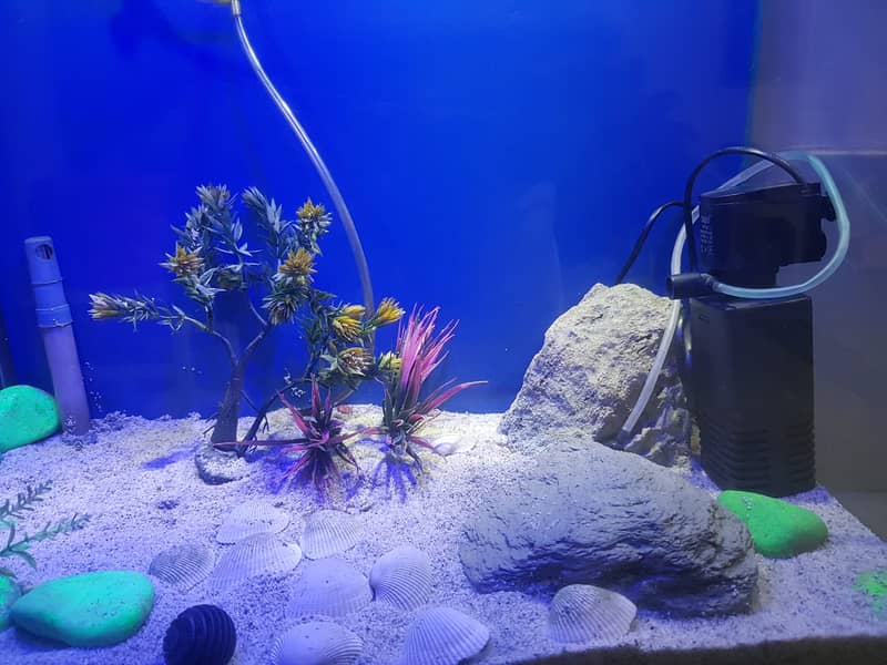 fish aquarium | fish aquarium with all equipments | neat condition 3