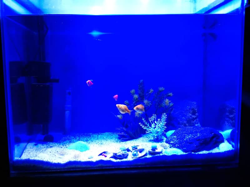 fish aquarium | fish aquarium with all equipments | neat condition 9