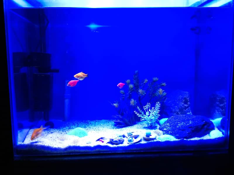 fish aquarium | fish aquarium with all equipments | neat condition 10