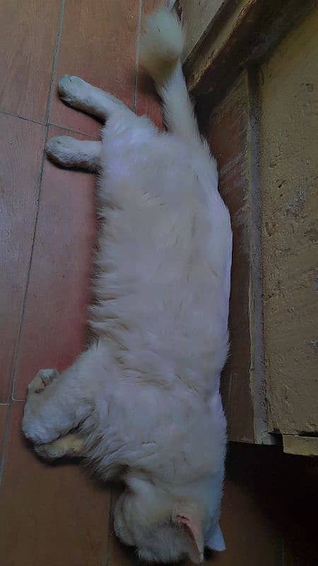 white Persian male cat for sale 4