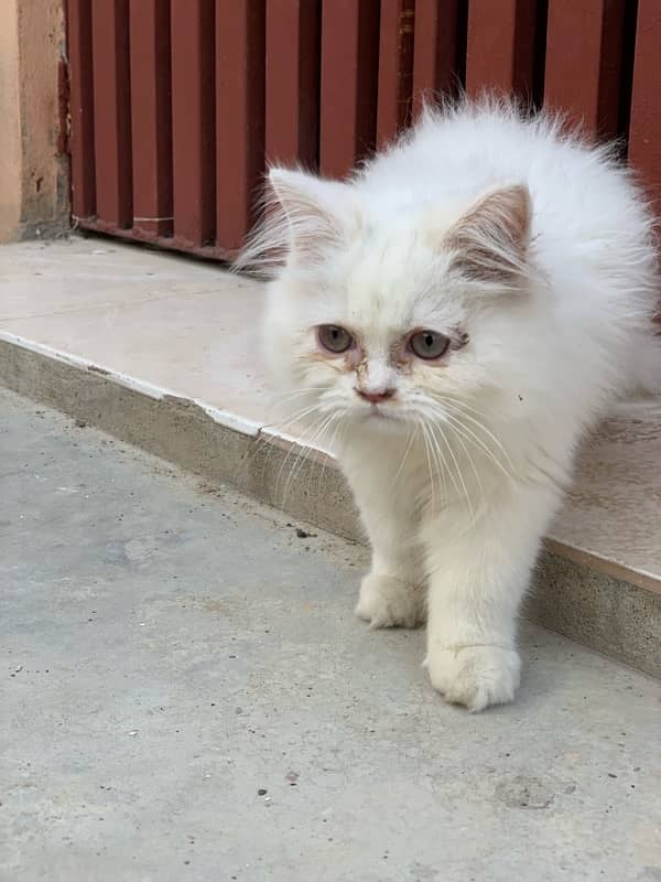 Exotic persian cat 1