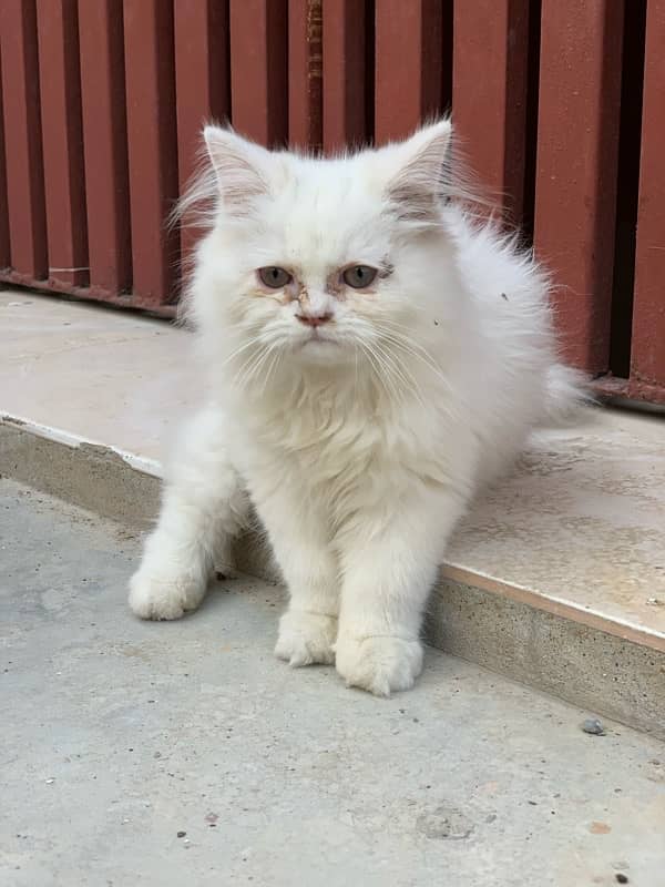 Exotic persian cat 2