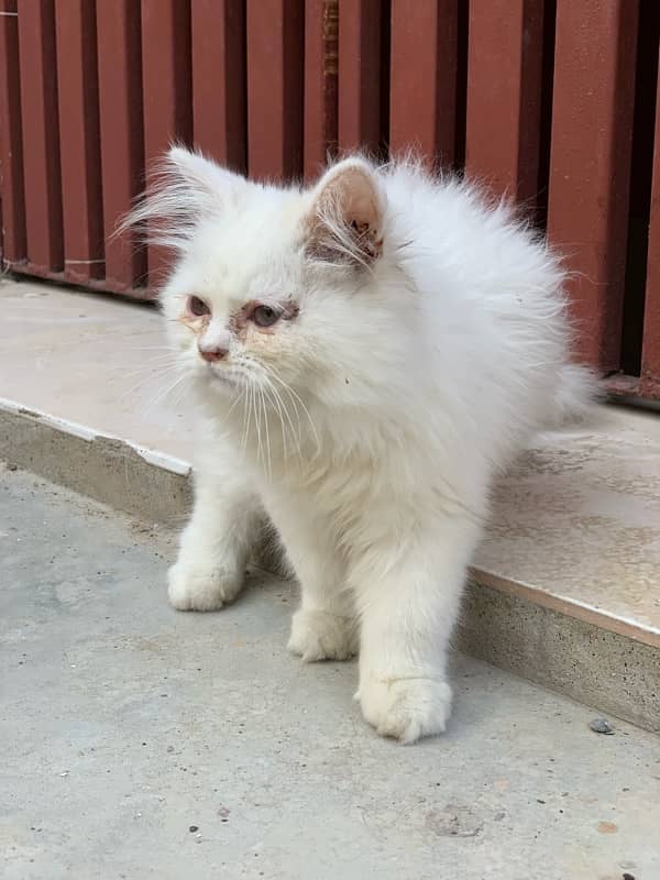 Exotic persian cat 3