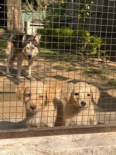 spaniel x husky pups and GSD pup available