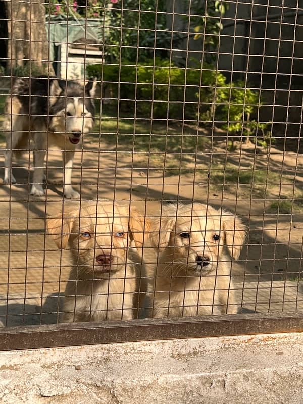 spaniel x husky pups and GSD pup available 3