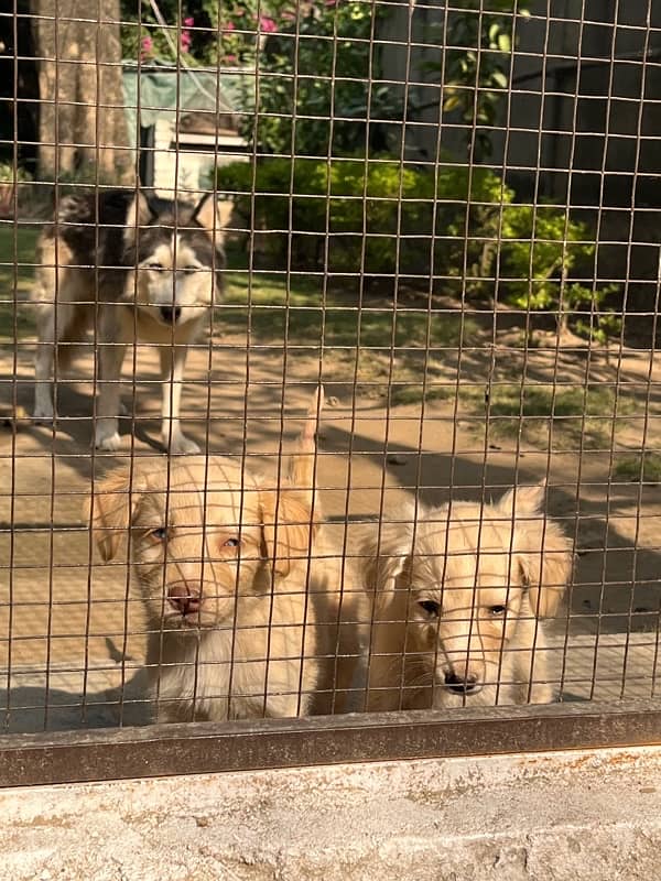 spaniel x husky pups and GSD pup available 4