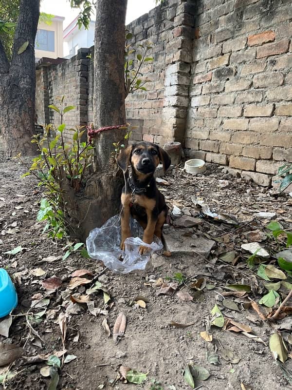 spaniel x husky pups and GSD pup available 11