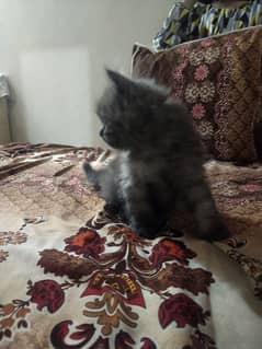 persian male baby cat 1 month age only 1 pcc