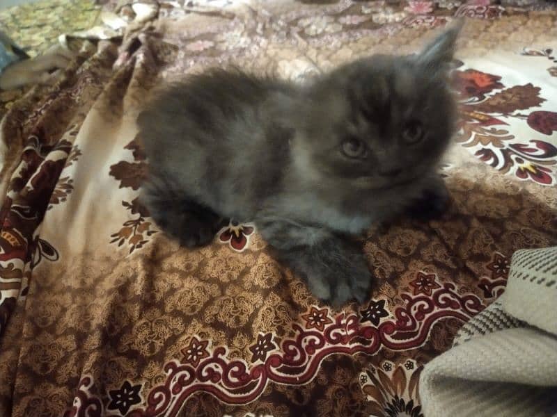 persian male baby cat 1 month age only 1 pcc 1