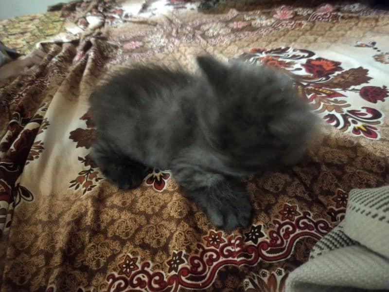 persian male baby cat 1 month age only 1 pcc 2