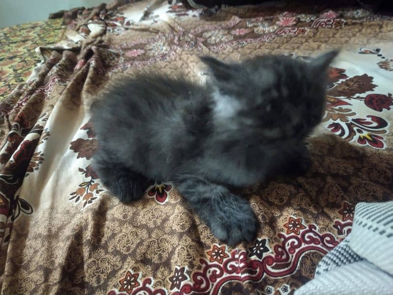 persian male baby cat 1 month age only 1 pcc 3