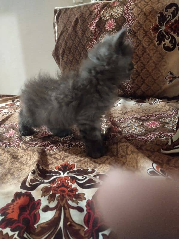 persian male baby cat 1 month age only 1 pcc 4