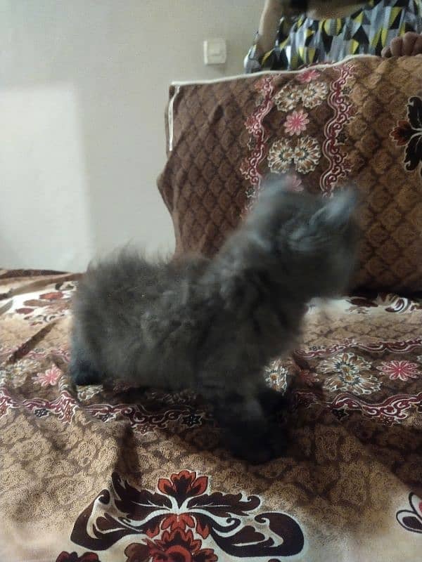 persian male baby cat 1 month age only 1 pcc 5