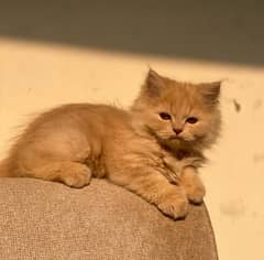 persian kittens for sale