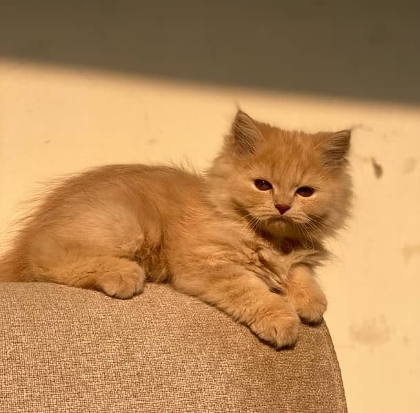 persian kittens and persian cats for sale 1