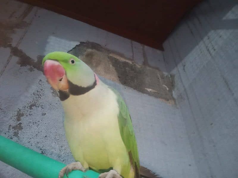 Raw parrot 0