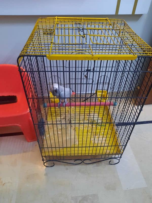 cage  with out parrot 1