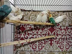 Albino Red Eyes Parlbue & Blue Fisher Love Birds Available