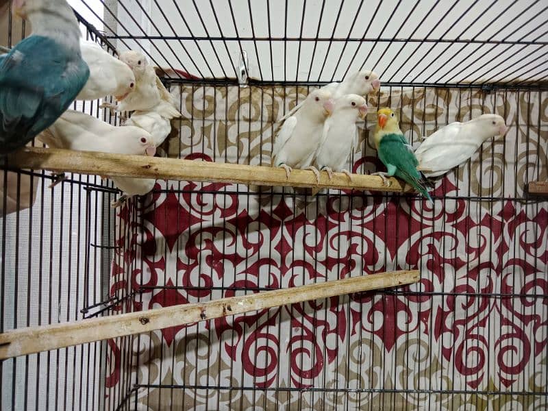 Albino Red Eyes Parlbue & Blue Fisher Love Birds Available 0