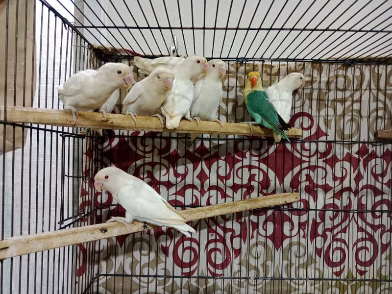 Albino Red Eyes Parlbue & Blue Fisher Love Birds Available 1