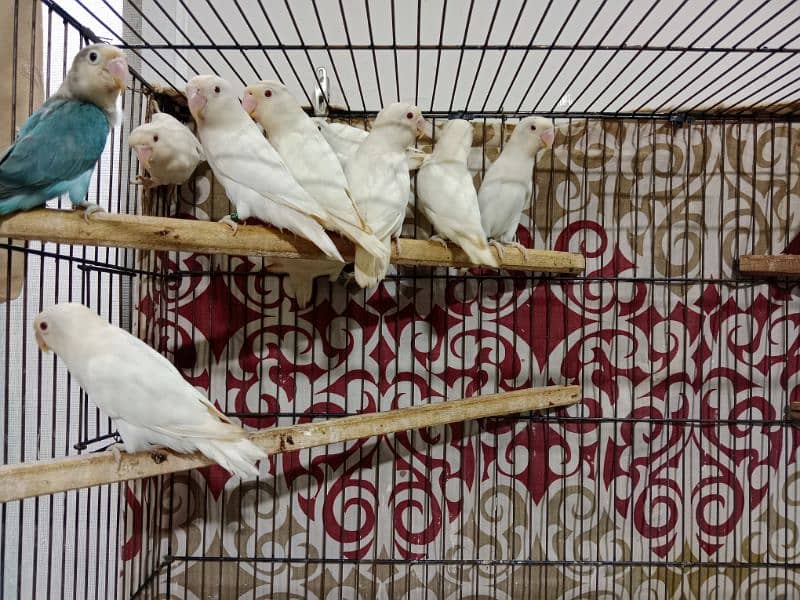 Albino Red Eyes Parlbue & Blue Fisher Love Birds Available 2