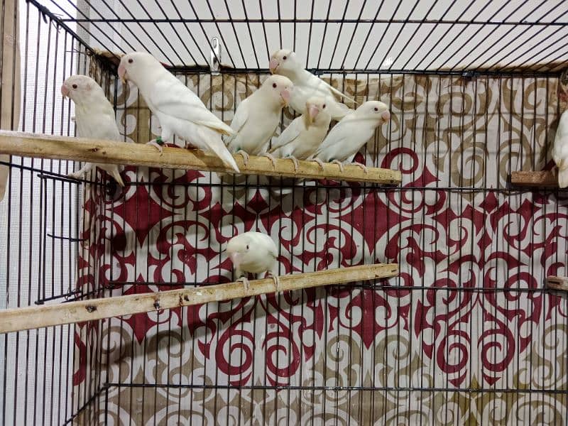 Albino Red Eyes Parlbue & Blue Fisher Love Birds Available 3