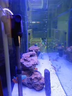 aquarium for sale