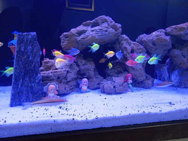 aquarium for sale 2