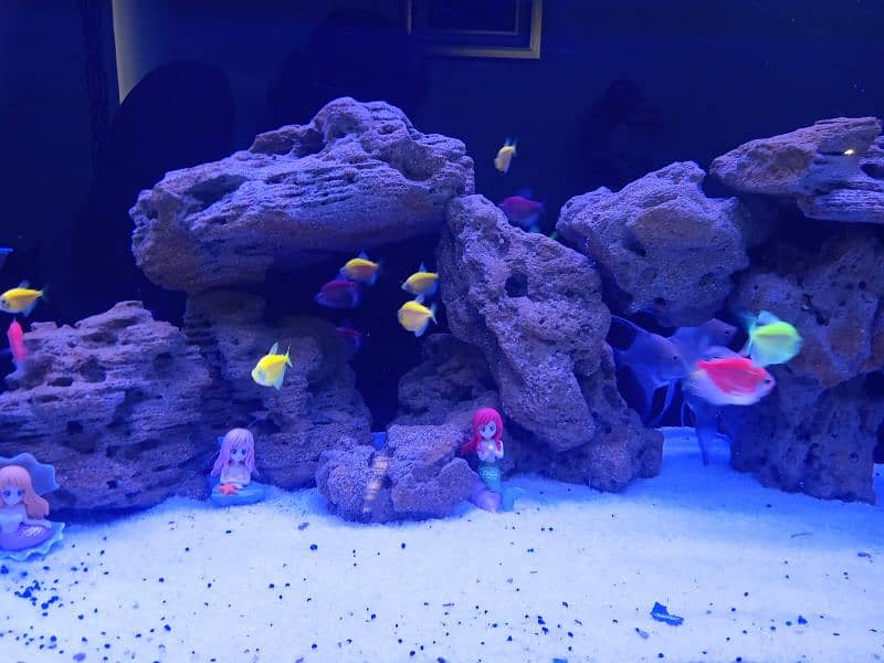 aquarium for sale 3