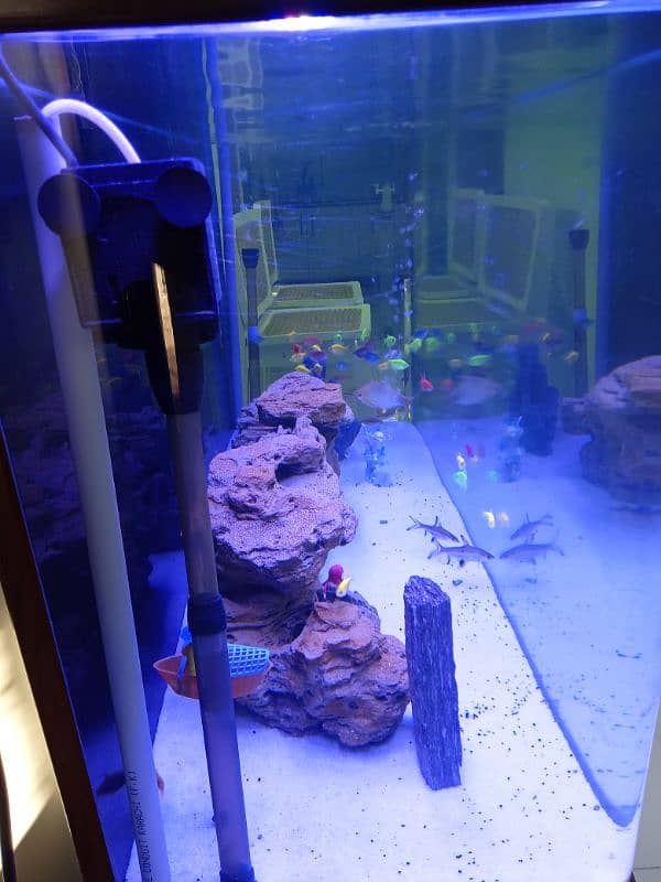 aquarium for sale 10