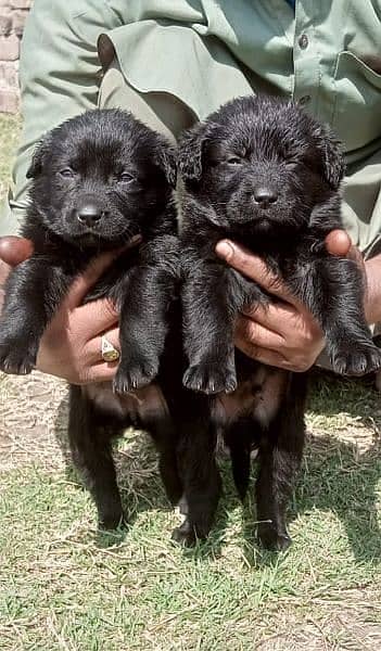 black German Shepherd long coat puppies / German Shepherd puppies 0