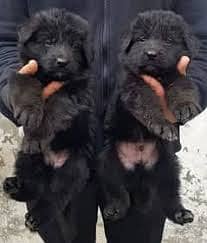 black German Shepherd long coat puppies / German Shepherd puppies