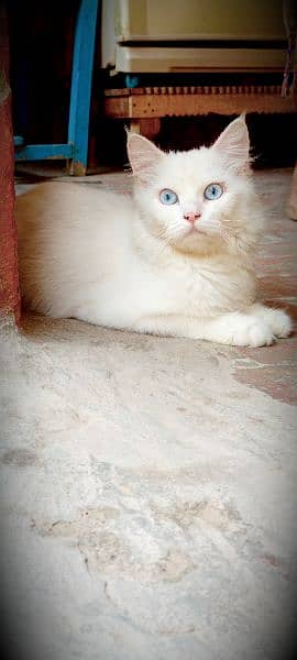 tripple coaded blue eyes cat in white colour 0