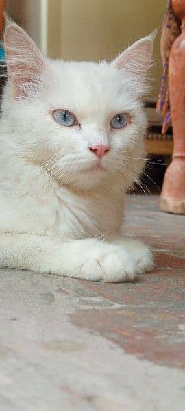 tripple coaded blue eyes cat in white colour 1