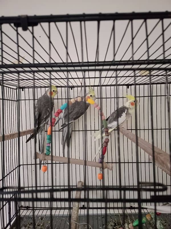 Cocktail parrot pair at low price argent selling 2