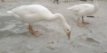 2 Raaj Huns long neck male ducks active