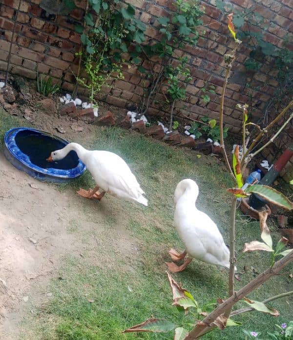 2 Raaj Huns long neck male ducks active 1