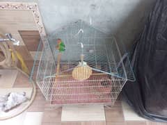 Love birds for sale with cage