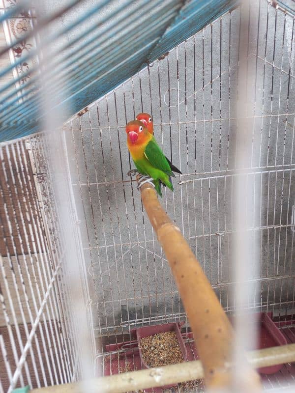 Love birds for sale with cage 1