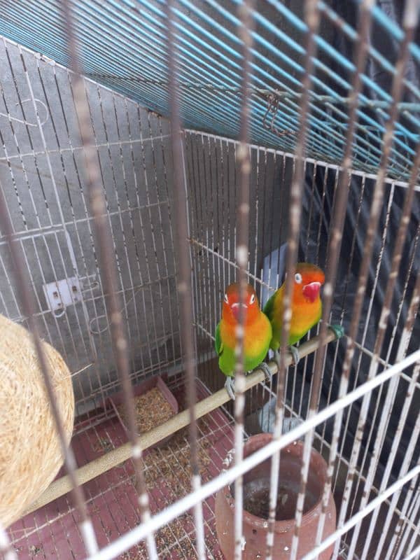 Love birds for sale with cage 2