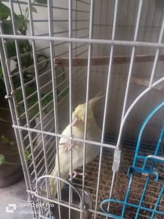 parrot for sale