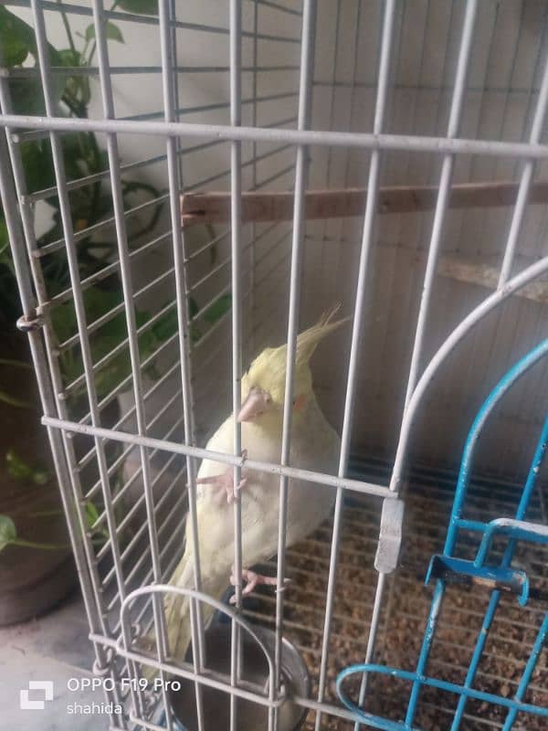 parrot for sale 0