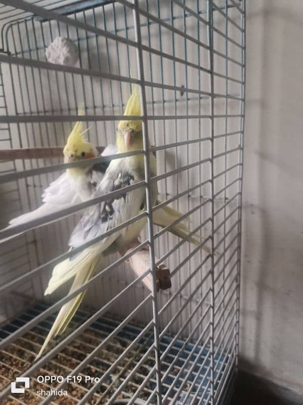 parrot for sale 1