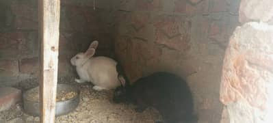 3 breeder rabbits